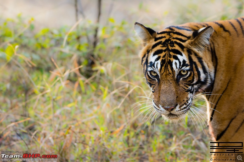 Rambling in the wild : Ranthambore, Jhalana, Bharatpur & more-avi_4540.jpg