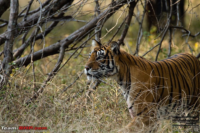 Rambling in the wild : Ranthambore, Jhalana, Bharatpur & more-avi_4669.jpg