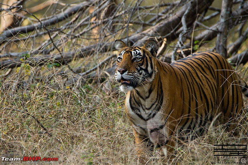Rambling in the wild : Ranthambore, Jhalana, Bharatpur & more-avi_4673.jpg