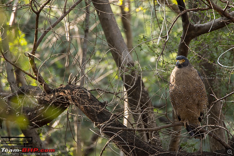 Rambling in the wild : Ranthambore, Jhalana, Bharatpur & more-avi_4847.jpg