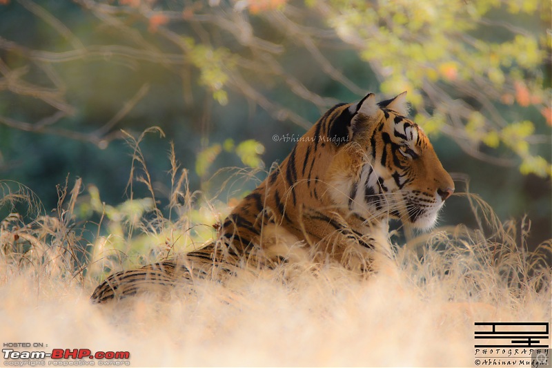 Rambling in the wild : Ranthambore, Jhalana, Bharatpur & more-avi_49082.jpg