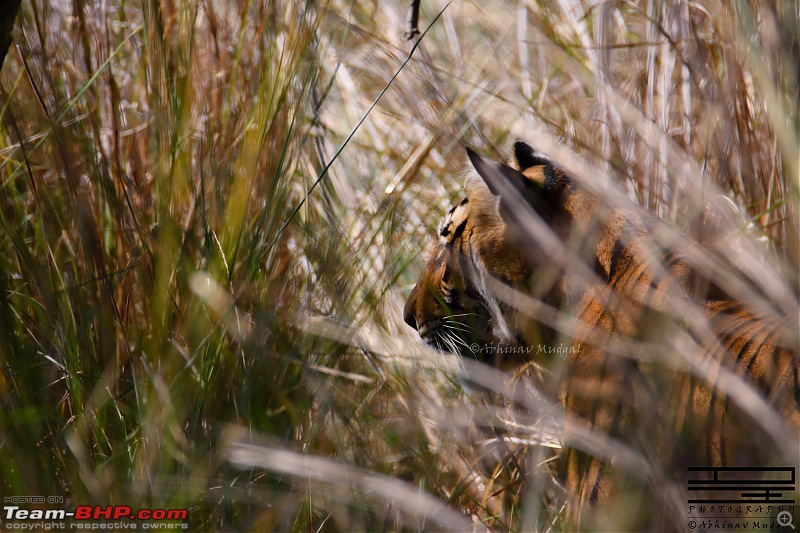 Rambling in the wild : Ranthambore, Jhalana, Bharatpur & more-avi_5026.jpg