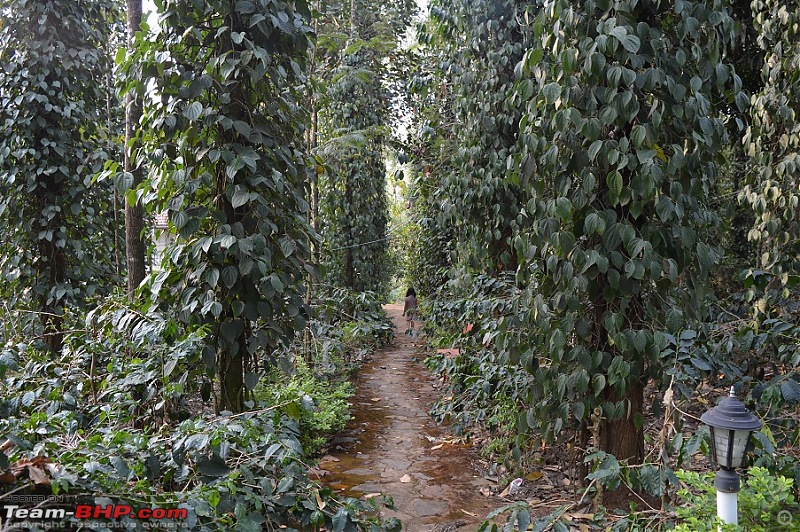 Beating the Summer Heat: Trip to Chikmagalur and Hornadu-dsc_0855.jpg