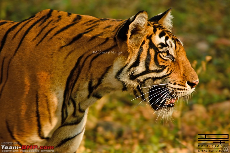 Rambling in the wild : Ranthambore, Jhalana, Bharatpur & more-avi_5090.jpg