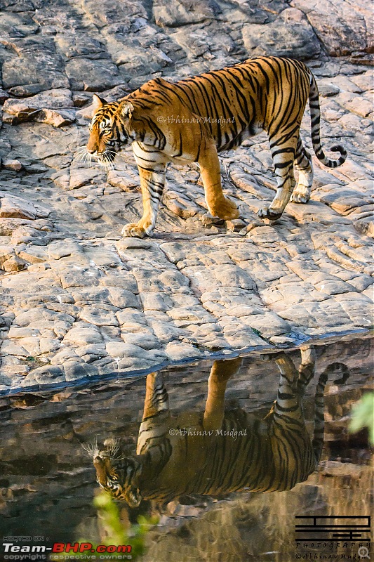 Rambling in the wild : Ranthambore, Jhalana, Bharatpur & more-avi_52222.jpg