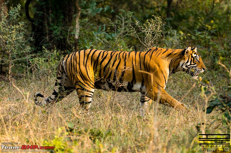Rambling in the wild : Ranthambore, Jhalana, Bharatpur & more-avi_5066.jpg