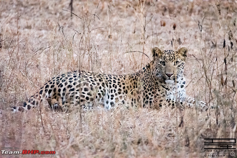 Rambling in the wild : Ranthambore, Jhalana, Bharatpur & more-avi_6805.jpg