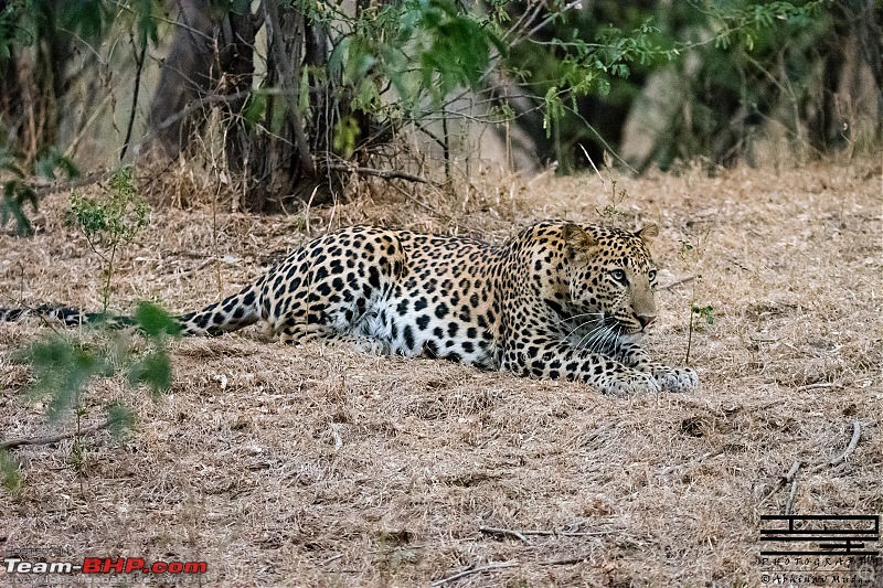 Rambling in the wild : Ranthambore, Jhalana, Bharatpur & more-avi_6915.jpg