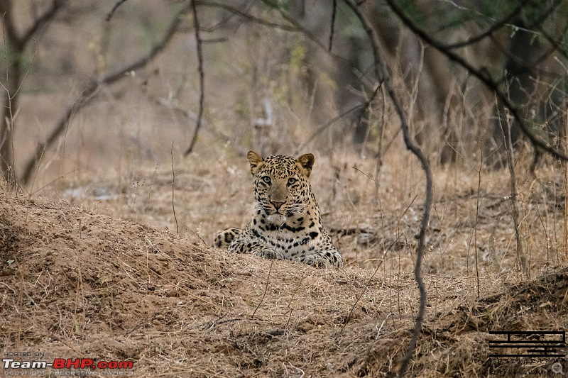 Rambling in the wild : Ranthambore, Jhalana, Bharatpur & more-avi_7164.jpg