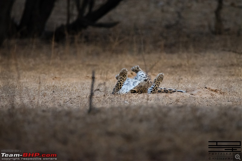 Rambling in the wild : Ranthambore, Jhalana, Bharatpur & more-avi_7257.jpg