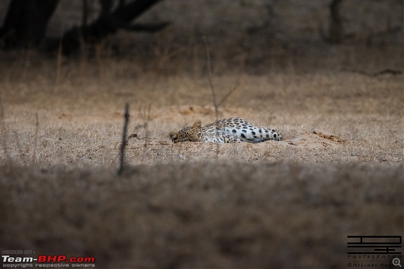 Rambling in the wild : Ranthambore, Jhalana, Bharatpur & more-avi_7261.jpg