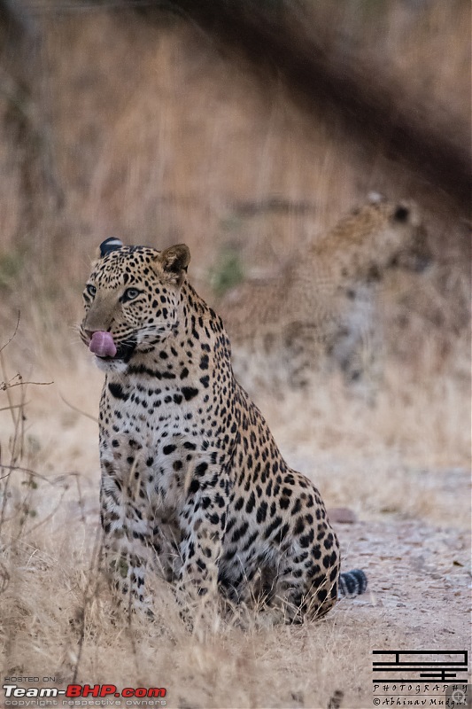 Rambling in the wild : Ranthambore, Jhalana, Bharatpur & more-avi_7330.jpg