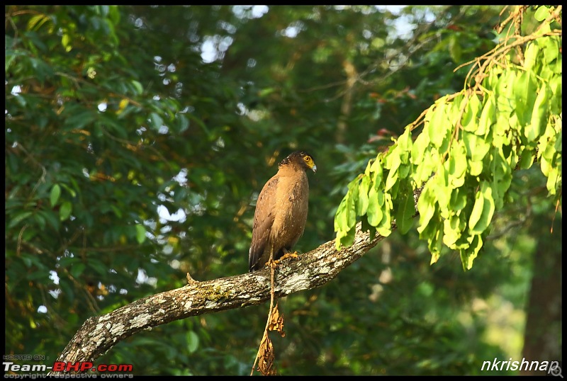 Jungle Retreat Wayanad and Nagarahole-img_7072.jpg