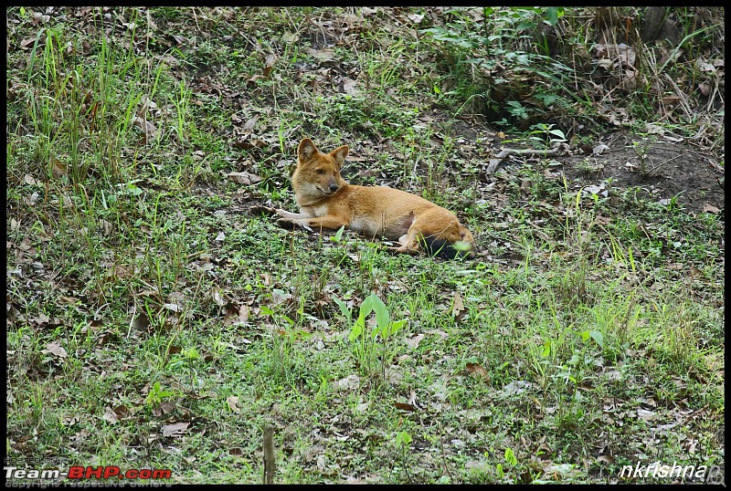 Jungle Retreat Wayanad and Nagarahole-img_7247.jpg