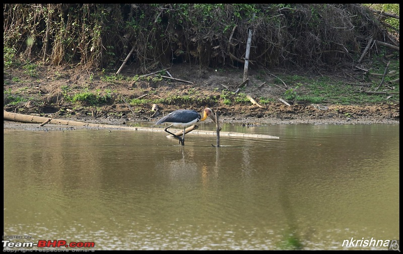 Jungle Retreat Wayanad and Nagarahole-img_7364.jpg