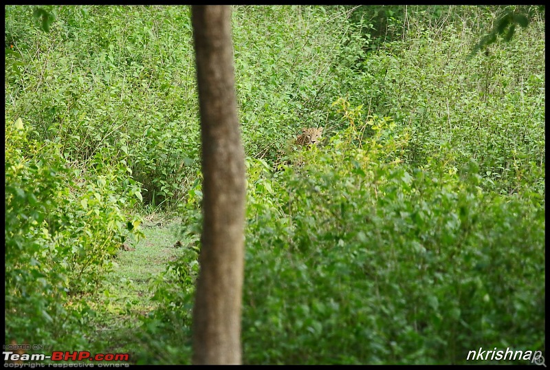 Jungle Retreat Wayanad and Nagarahole-img_7699.jpg