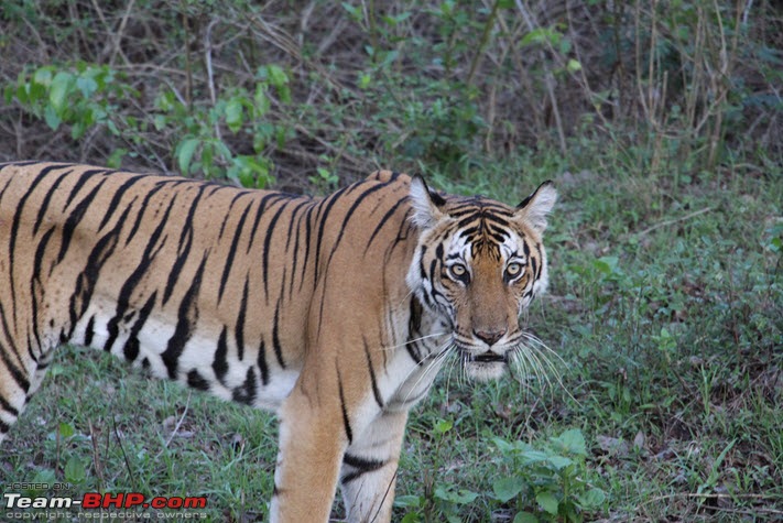 Jungle Retreat Wayanad and Nagarahole-tiger_kbini.jpg