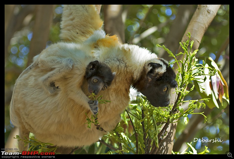Madagascar: A wilderness experience in the land of Lemurs & Tsingy-antananarivo-lemur-parkcrowned-sifaka.jpg
