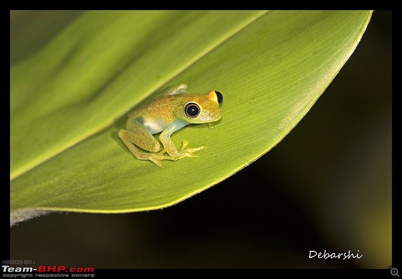 Madagascar: A wilderness experience in the land of Lemurs & Tsingy-andasibe-frog.jpg