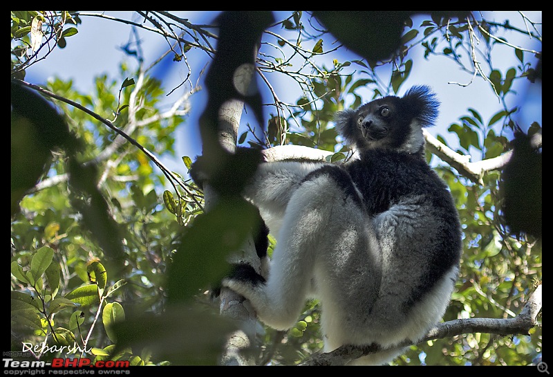 Madagascar: A wilderness experience in the land of Lemurs & Tsingy-andasibe-indri.jpg