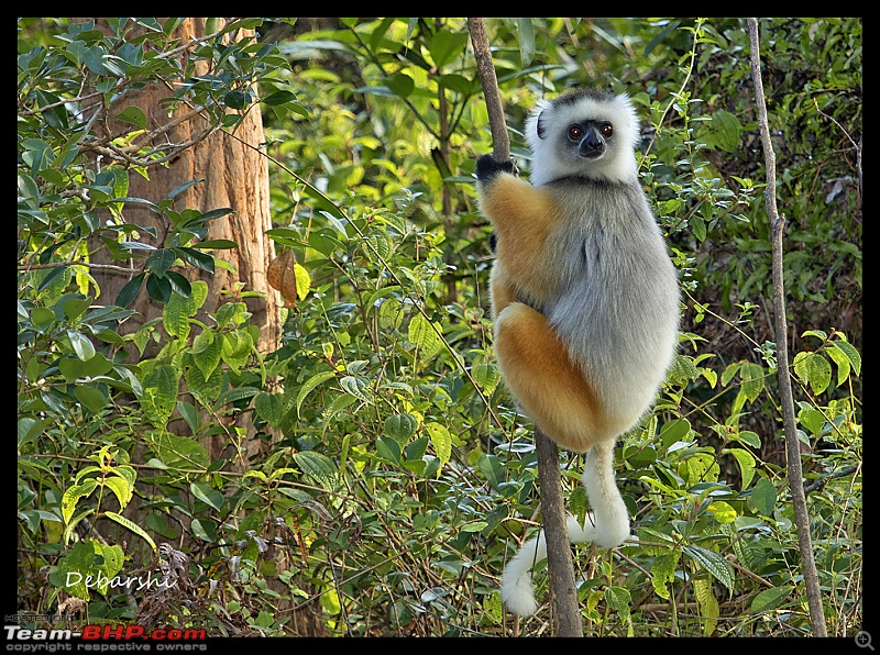 Madagascar: A wilderness experience in the land of Lemurs & Tsingy-andasibe-lemur-island3.jpg