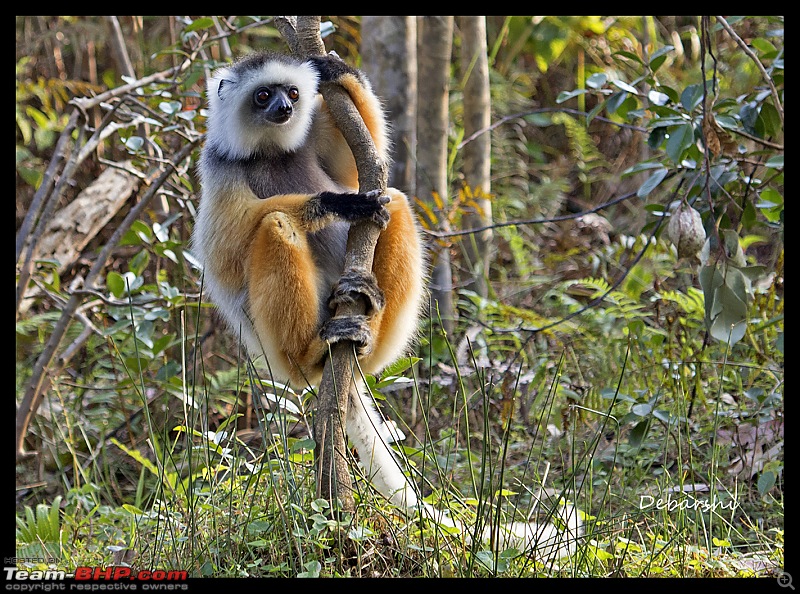 Madagascar: A wilderness experience in the land of Lemurs & Tsingy-andasibe-lemur-island4.jpg