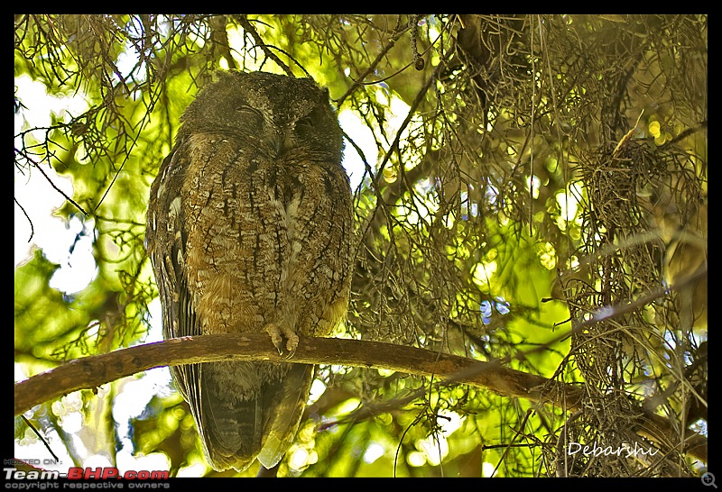 Madagascar: A wilderness experience in the land of Lemurs & Tsingy-andasibe-owl.jpg