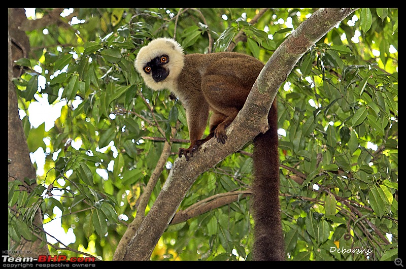 Madagascar: A wilderness experience in the land of Lemurs & Tsingy-nosy-manga-lemur.jpg