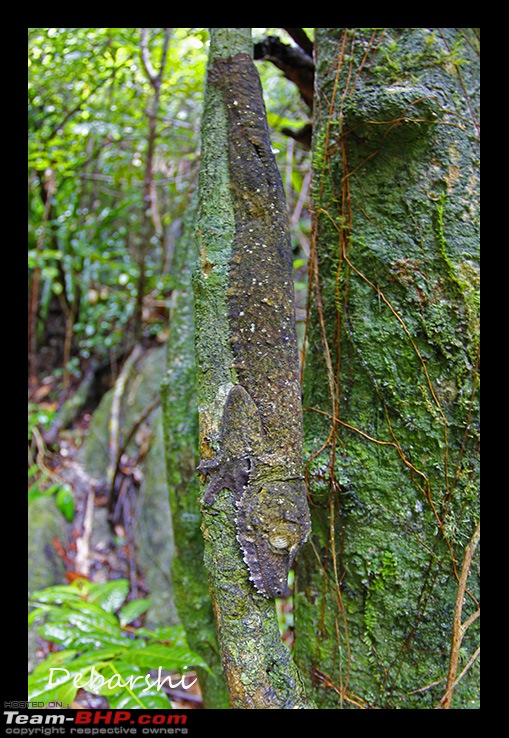 Madagascar: A wilderness experience in the land of Lemurs & Tsingy-nosy-manga-leaf-tailed-gecko2.jpg
