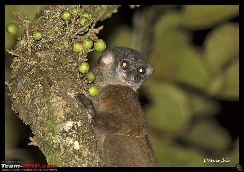 Madagascar: A wilderness experience in the land of Lemurs & Tsingy-masoala-sportive-lemur2.jpg