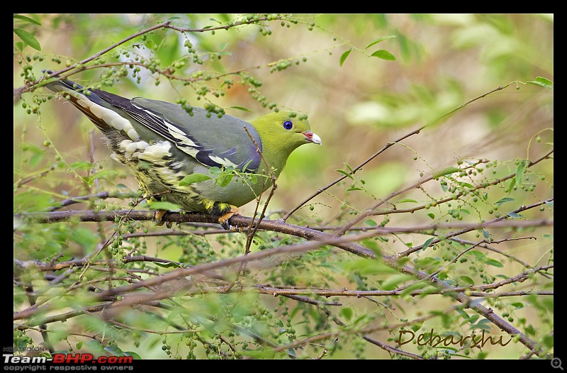 Madagascar: A wilderness experience in the land of Lemurs & Tsingy-ankarana-lodge-green-pigeon.jpg