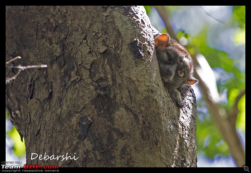 Madagascar: A wilderness experience in the land of Lemurs & Tsingy-ankarana-sportive-lemur1.jpg