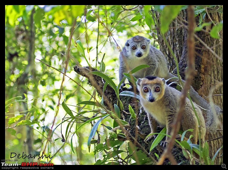 Madagascar: A wilderness experience in the land of Lemurs & Tsingy-amber-mountain-crowned-lemur1.jpg