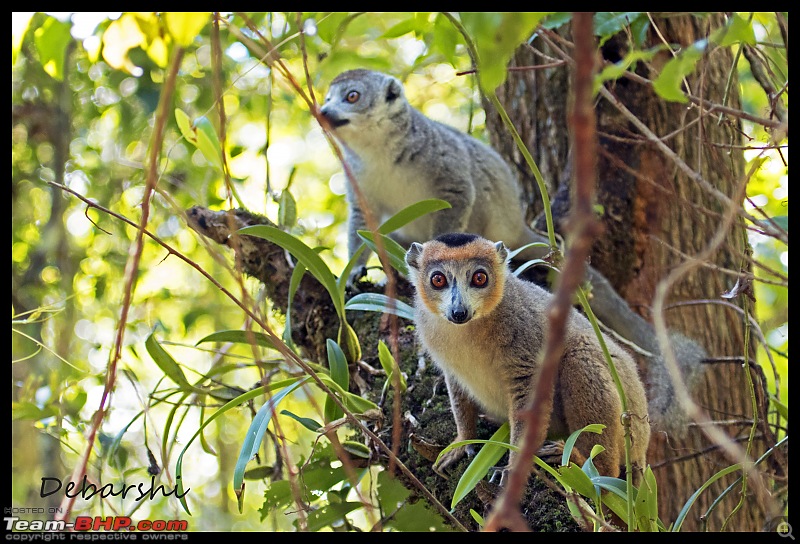 Madagascar: A wilderness experience in the land of Lemurs & Tsingy-amber-mountain-crowned-lemur2.jpg