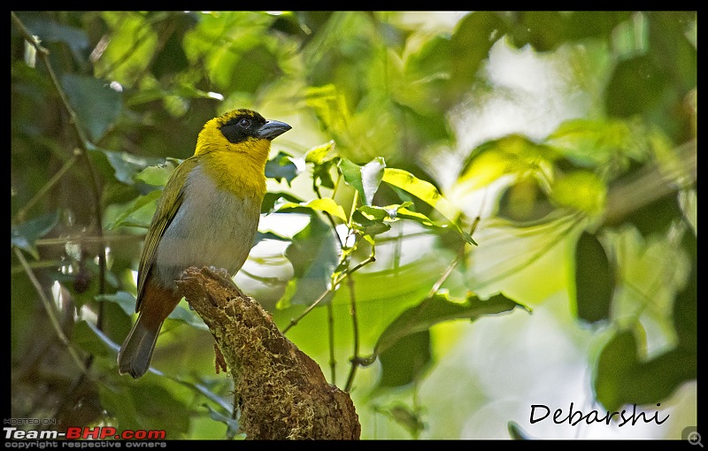 Madagascar: A wilderness experience in the land of Lemurs & Tsingy-amber-mountain-nelicourvi-weaver.jpg