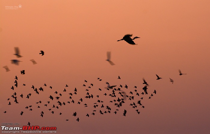 Wildlife in Bangalore : A photologue-dsc_5012_00003.jpg