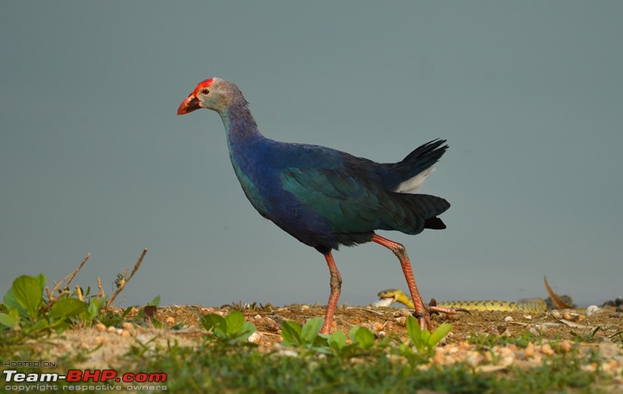 Wildlife in Bangalore : A photologue-dsc_0893_00002.jpg