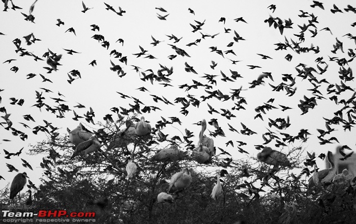 Wildlife in Bangalore : A photologue-dsc_5099.jpg