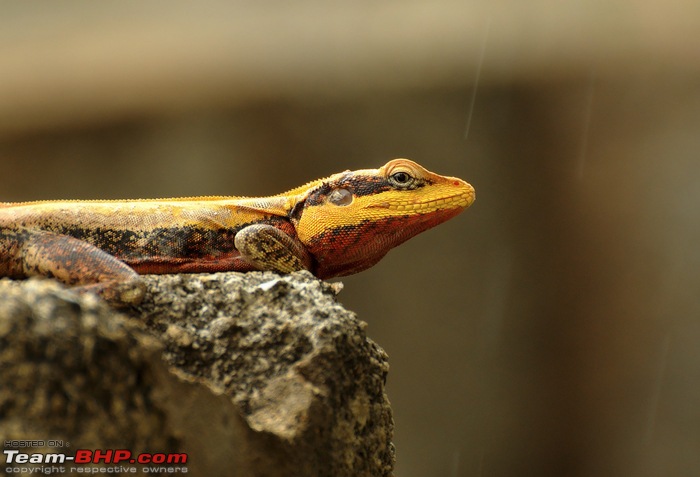 Wildlife in Bangalore : A photologue-dsc_4814_00002.jpg