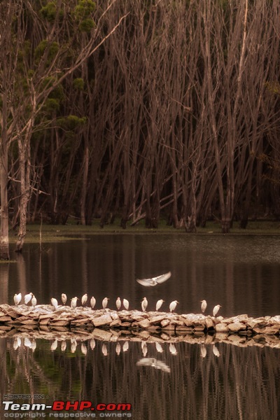 Wildlife in Bangalore : A photologue-dsc_3349.jpg