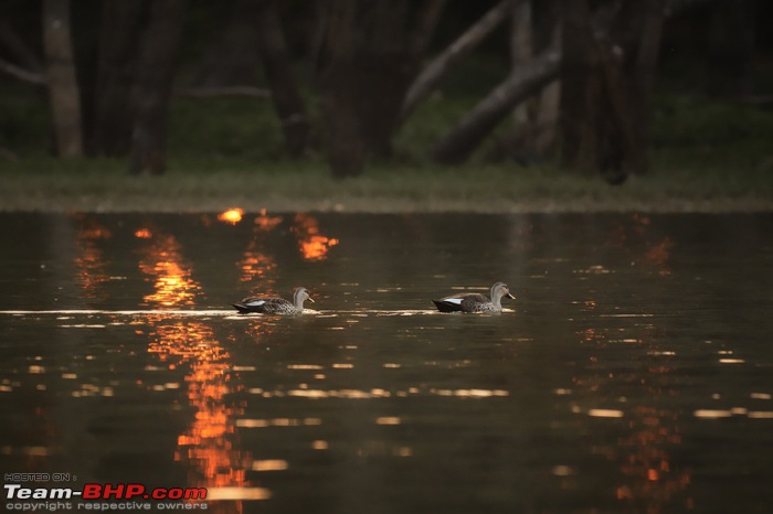 Wildlife in Bangalore : A photologue-dsc_4758_00002.jpg