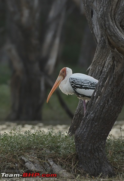 Wildlife in Bangalore : A photologue-dsc_4582_00001.jpg