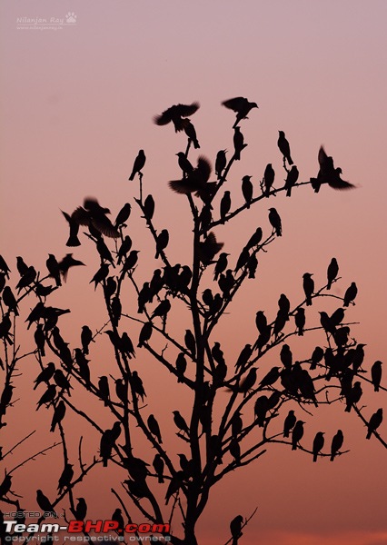 Wildlife in Bangalore : A photologue-dsc_4981_00001.jpg