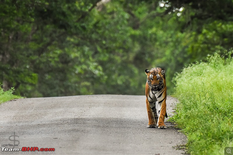 Monsoon magic - Kabini in the rains-kbnjul17002s.jpg