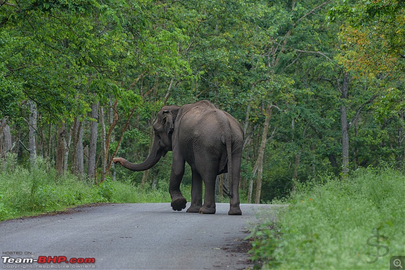 Monsoon magic - Kabini in the rains-kbnjul17007s.jpg