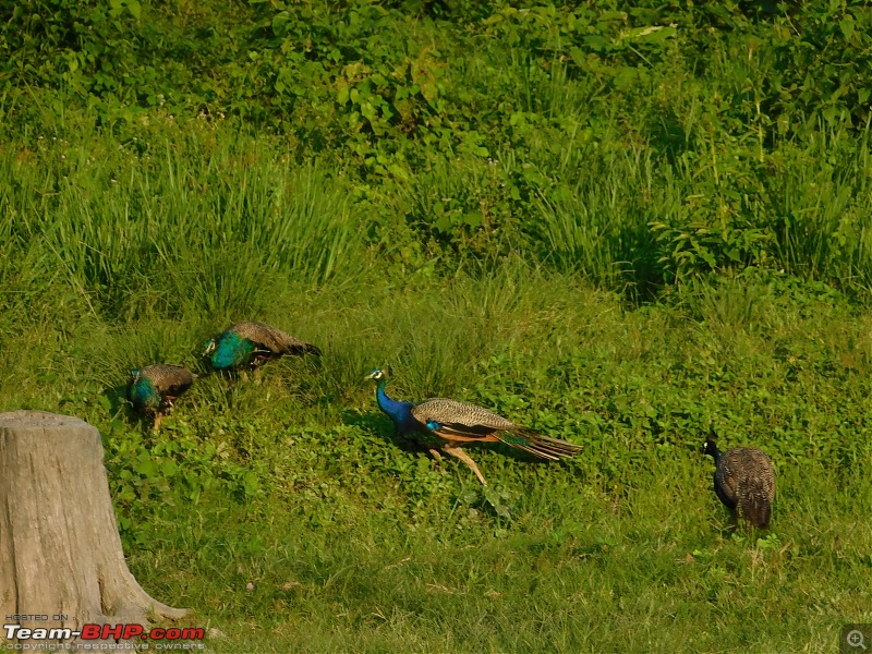 Tuskers of Chilapata : A thrilling drive to Northern Bengal & Bhutan-dscn0554peacocks.jpg
