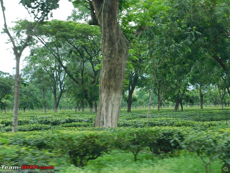 Tuskers of Chilapata : A thrilling drive to Northern Bengal & Bhutan-dscn0756teagarden.jpg