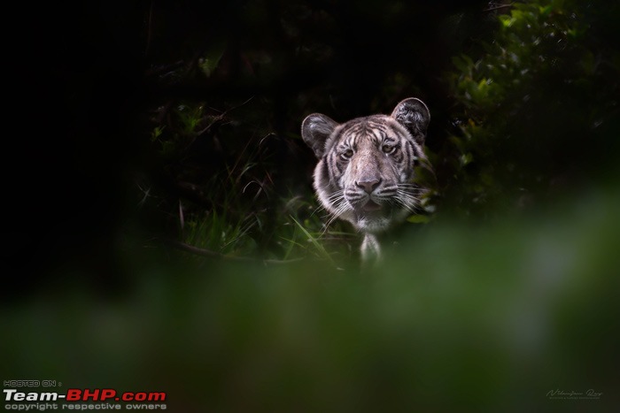 The Rare Pale Tiger from Nilgiri Biosphere Reserve-paletigerportraitnilanjanray.jpg