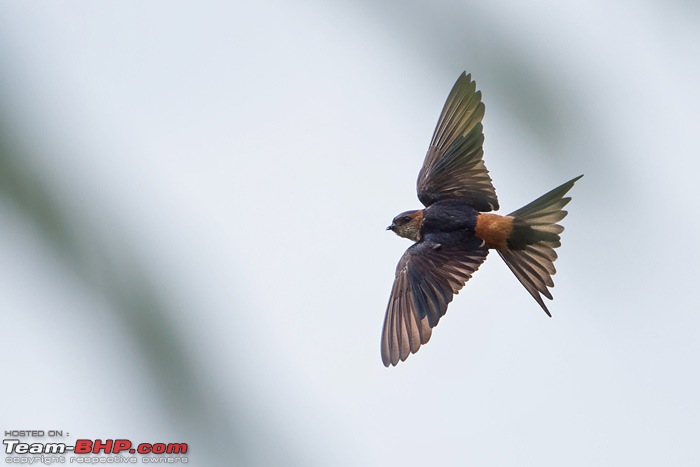 The Rare Pale Tiger from Nilgiri Biosphere Reserve-swallow.jpg