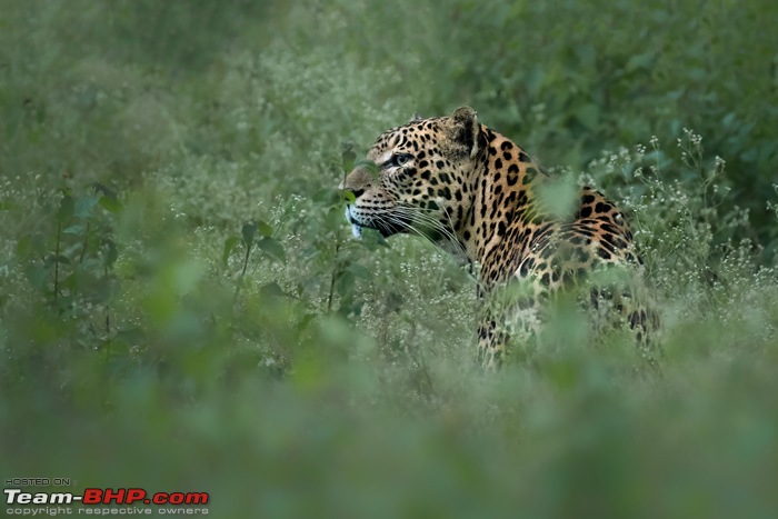The Rare Pale Tiger from Nilgiri Biosphere Reserve-leopardevening.jpg